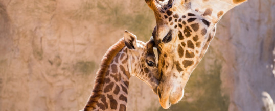 Santa Barbara Zoo First Zoo on West Coast To Become Certified Autism Center