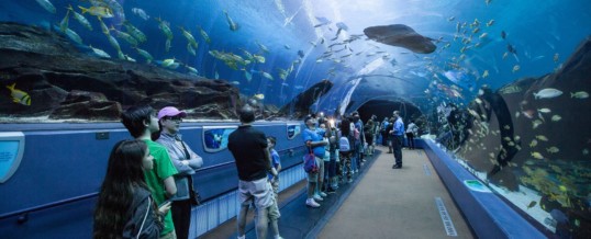 Georgia Aquarium Becomes First Aquarium Designated as a Certified Autism Center