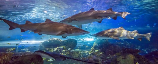 Ripley’s Aquarium Becomes First Attraction in Canada to be Designated A Certified Autism Center