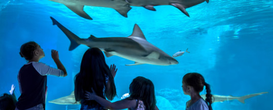 OdySea Aquarium is the First Attraction in Arizona  to become a Certified Autism Center