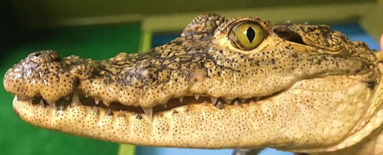 Alligator Attraction in Florida earns Certified Autism Center™ Designation