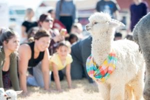 Alpaca AZ Goat Yoga