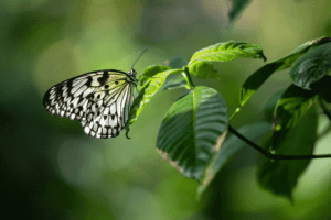 HMNS Butterfly