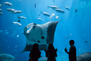 GA Aquarium Kids looking at sting ray