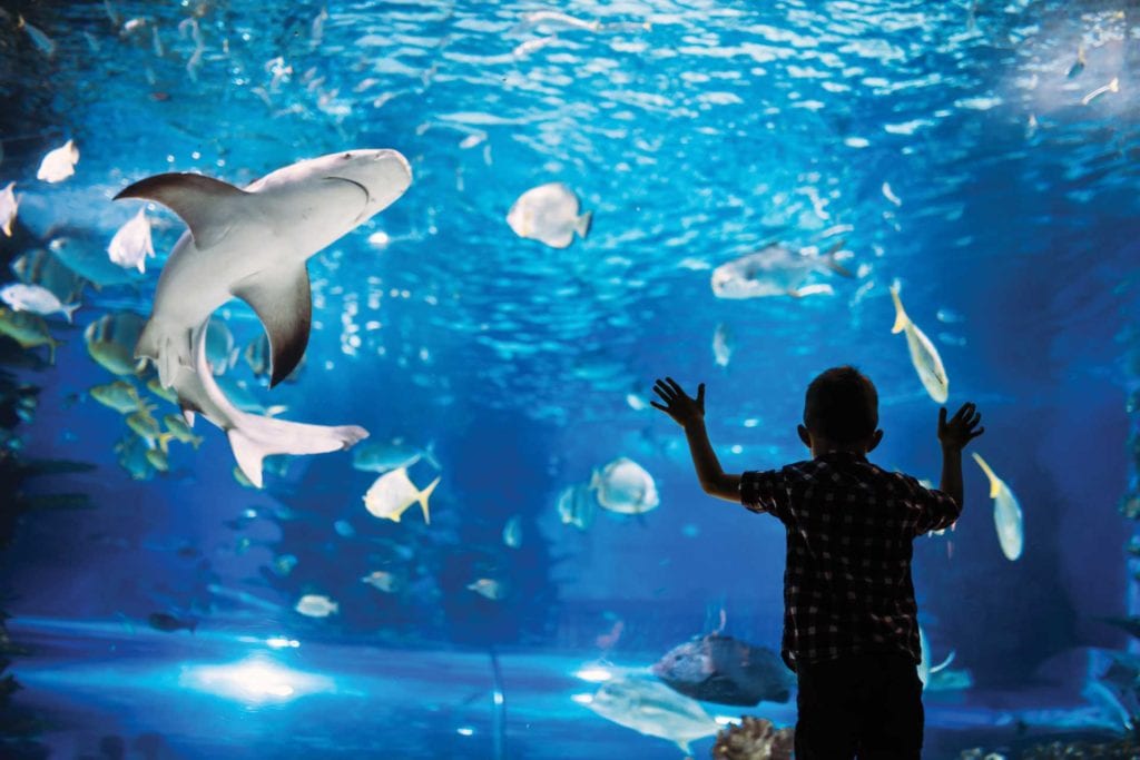 boy at Aquarium