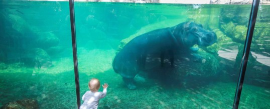 Fort Worth Zoo Becomes First Zoo in Texas to Earn Certified Autism Center™ Designation