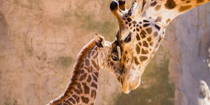 Santa Barbara Zoo Giraffe Experience