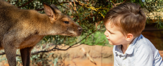 The Living Desert Zoo and Gardens Now A Certified Autism Center™ To Further Enhance Accessibility, Joins Community-Wide Initiative