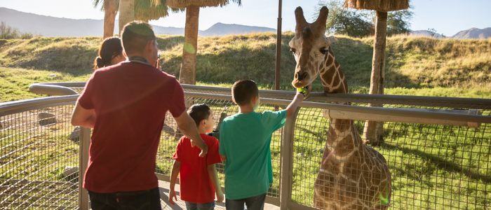 Giraffe Feeding_PhotoCredit/TaraHoward