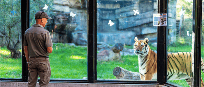 ZooMontana Staff and Tiger