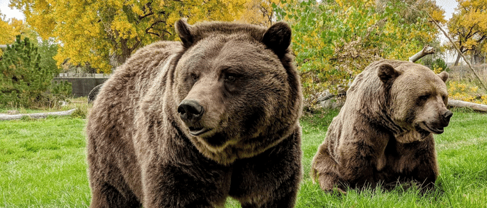 ZooMontana Bears